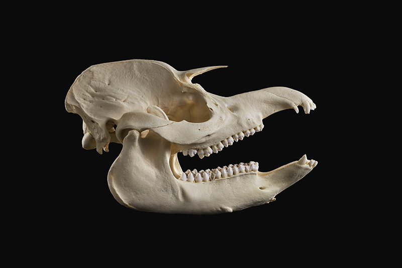 Skull of a tapir. Photo by Michelle Aimée Oesch